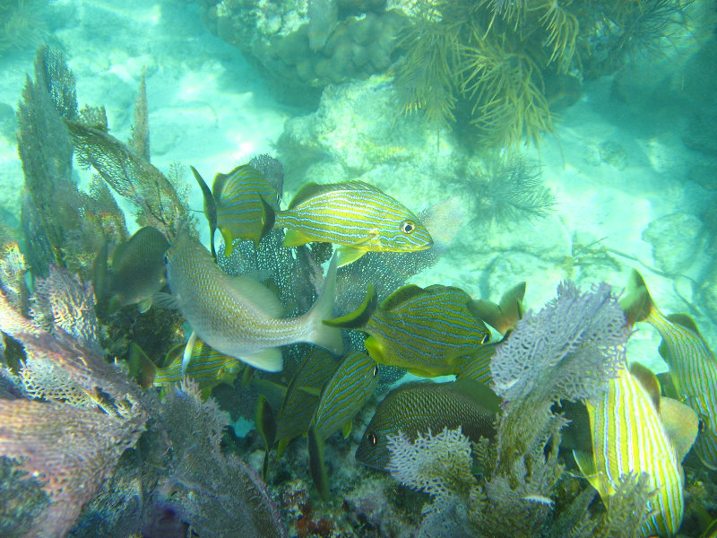 John-Pennekamp-Coral-Reef-Park-Snorkeling-Tour-129