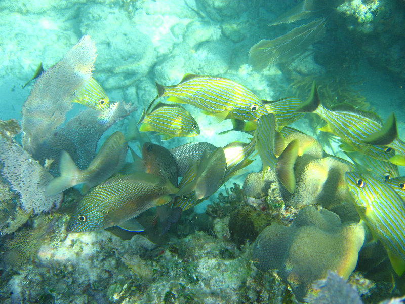 John-Pennekamp-Coral-Reef-Park-Snorkeling-Tour-131