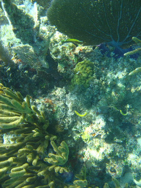 John-Pennekamp-Coral-Reef-Park-Snorkeling-Tour-135