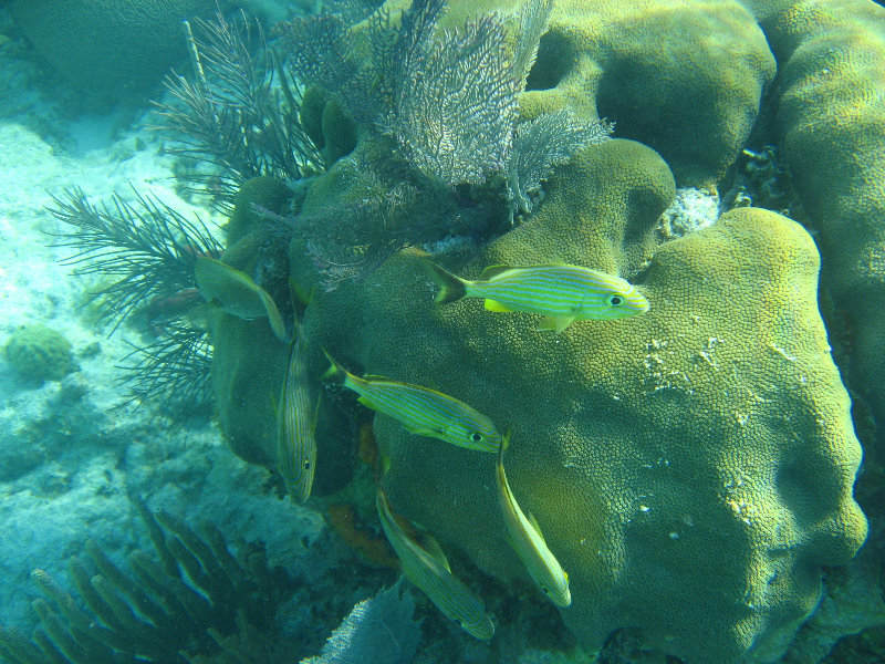 John-Pennekamp-Coral-Reef-Park-Snorkeling-Tour-138