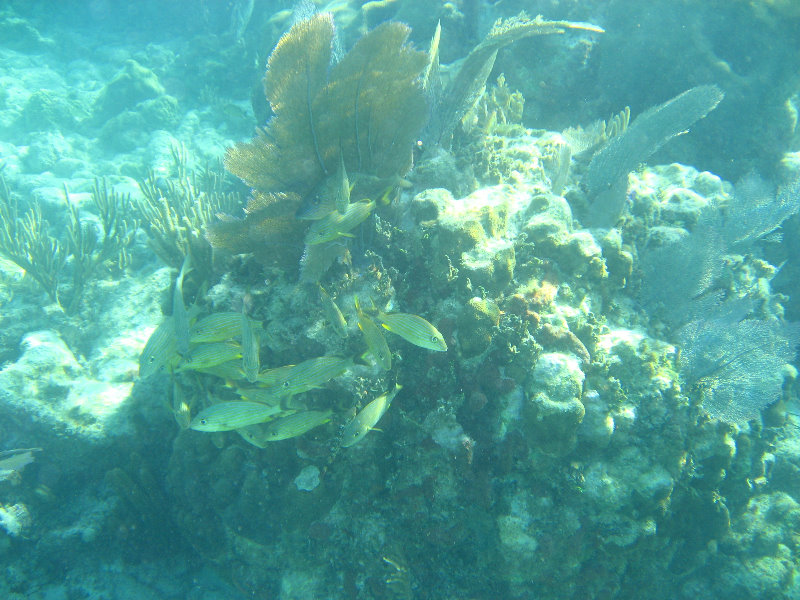 John-Pennekamp-Coral-Reef-Park-Snorkeling-Tour-141