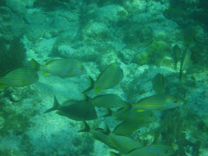 John-Pennekamp-Coral-Reef-Park-Snorkeling-Tour-145