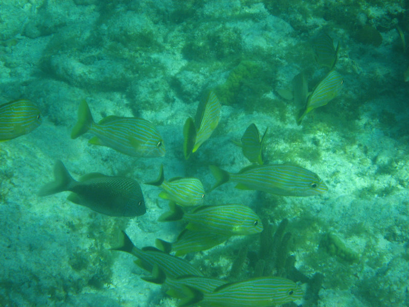 John-Pennekamp-Coral-Reef-Park-Snorkeling-Tour-146