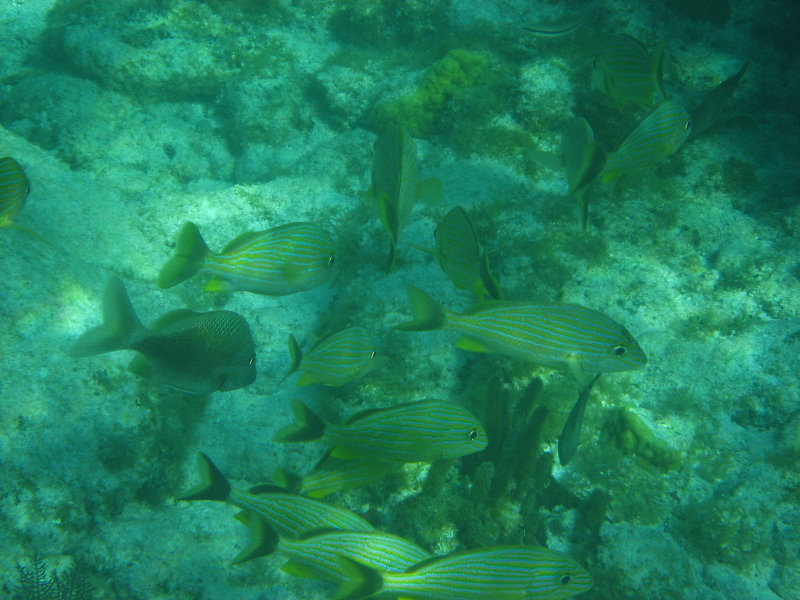 John-Pennekamp-Coral-Reef-Park-Snorkeling-Tour-147