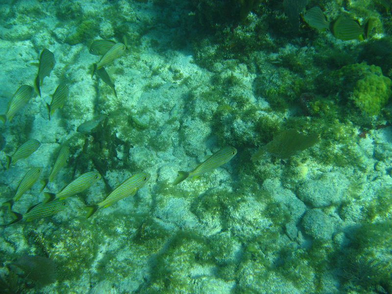 John-Pennekamp-Coral-Reef-Park-Snorkeling-Tour-148