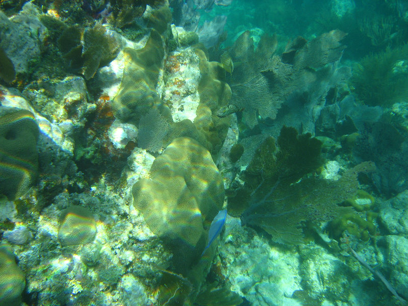 John-Pennekamp-Coral-Reef-Park-Snorkeling-Tour-151