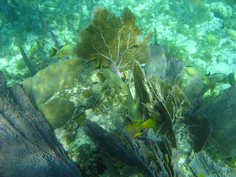 John-Pennekamp-Coral-Reef-Park-Snorkeling-Tour-152