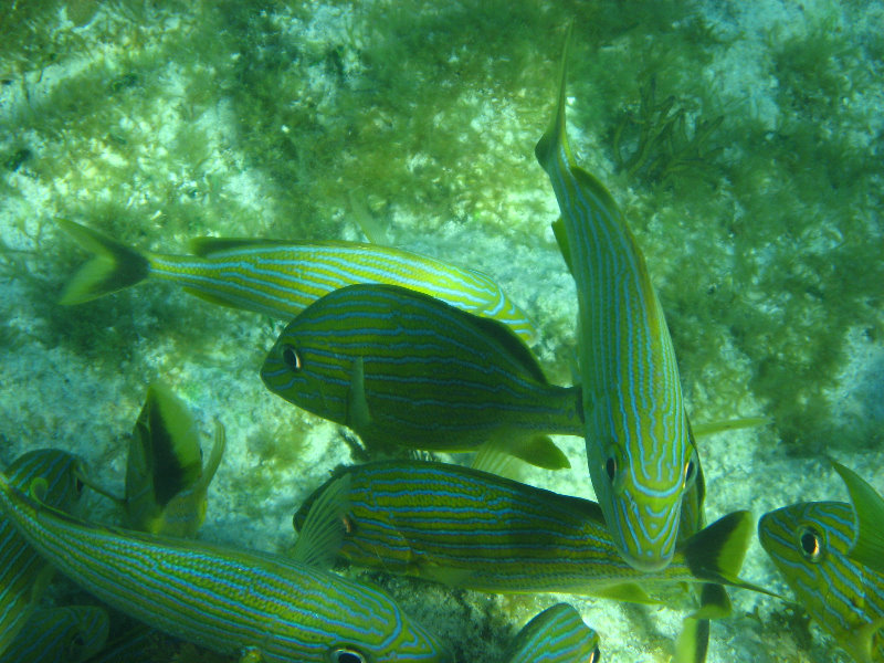 John-Pennekamp-Coral-Reef-Park-Snorkeling-Tour-154