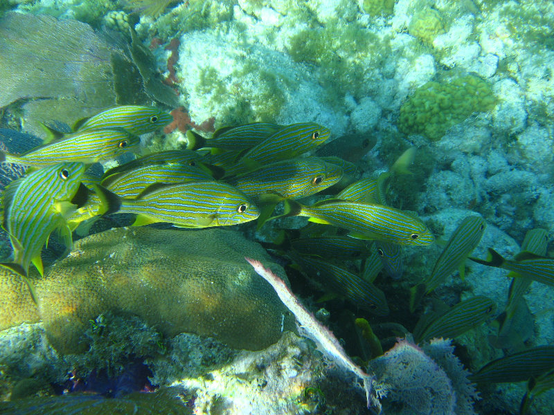 John-Pennekamp-Coral-Reef-Park-Snorkeling-Tour-155