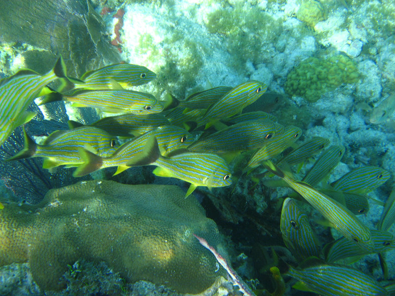 John-Pennekamp-Coral-Reef-Park-Snorkeling-Tour-156