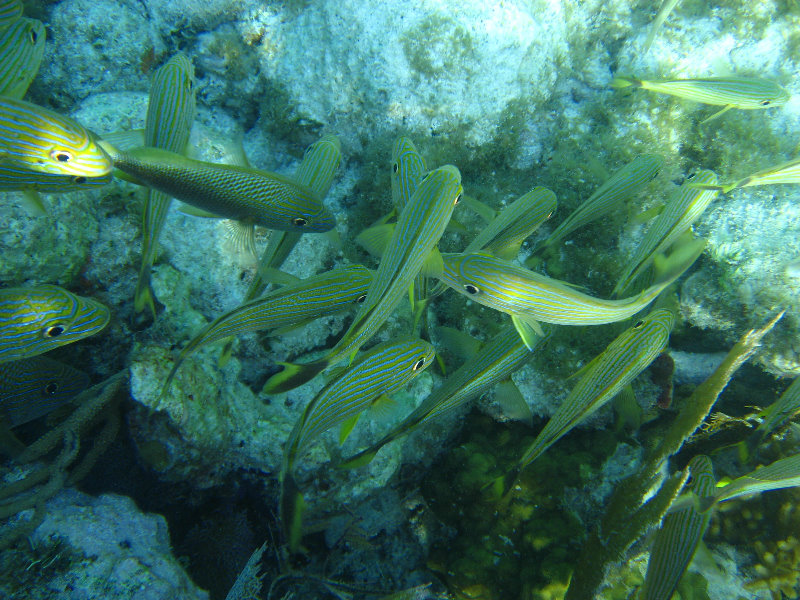 John-Pennekamp-Coral-Reef-Park-Snorkeling-Tour-157