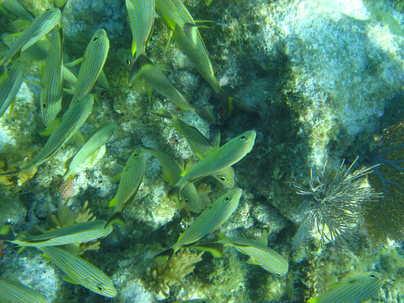 John-Pennekamp-Coral-Reef-Park-Snorkeling-Tour-158