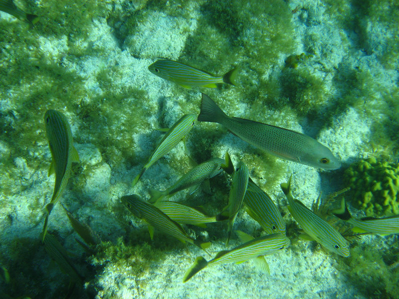 John-Pennekamp-Coral-Reef-Park-Snorkeling-Tour-159