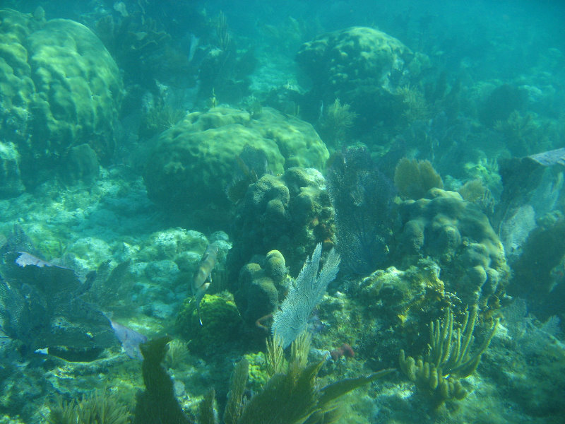 John-Pennekamp-Coral-Reef-Park-Snorkeling-Tour-161