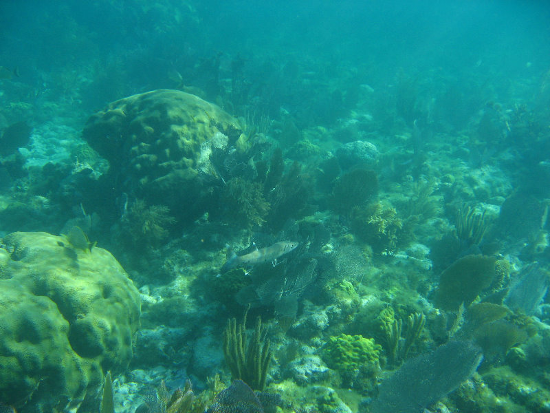 John-Pennekamp-Coral-Reef-Park-Snorkeling-Tour-164