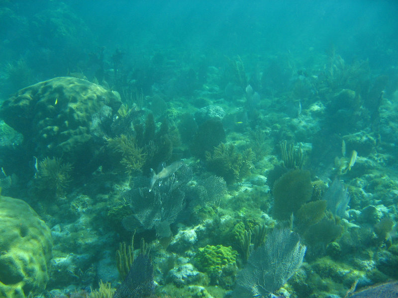 John-Pennekamp-Coral-Reef-Park-Snorkeling-Tour-165