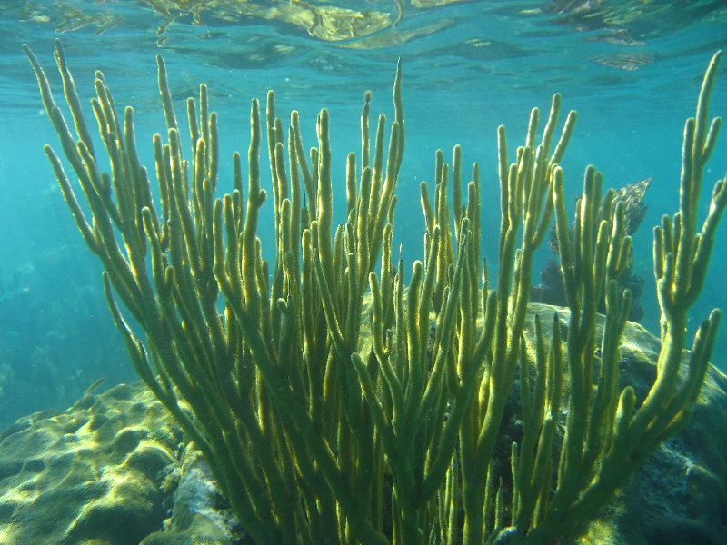 John-Pennekamp-Coral-Reef-Park-Snorkeling-Tour-168