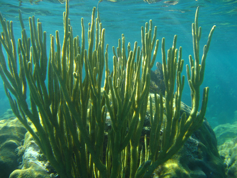 John-Pennekamp-Coral-Reef-Park-Snorkeling-Tour-169