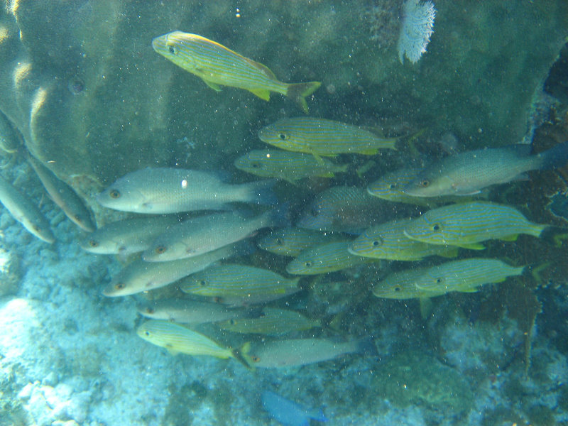 John-Pennekamp-Coral-Reef-Park-Snorkeling-Tour-170