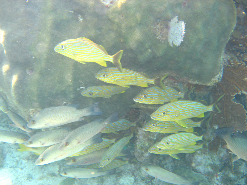 John-Pennekamp-Coral-Reef-Park-Snorkeling-Tour-171