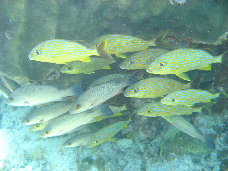 John-Pennekamp-Coral-Reef-Park-Snorkeling-Tour-172