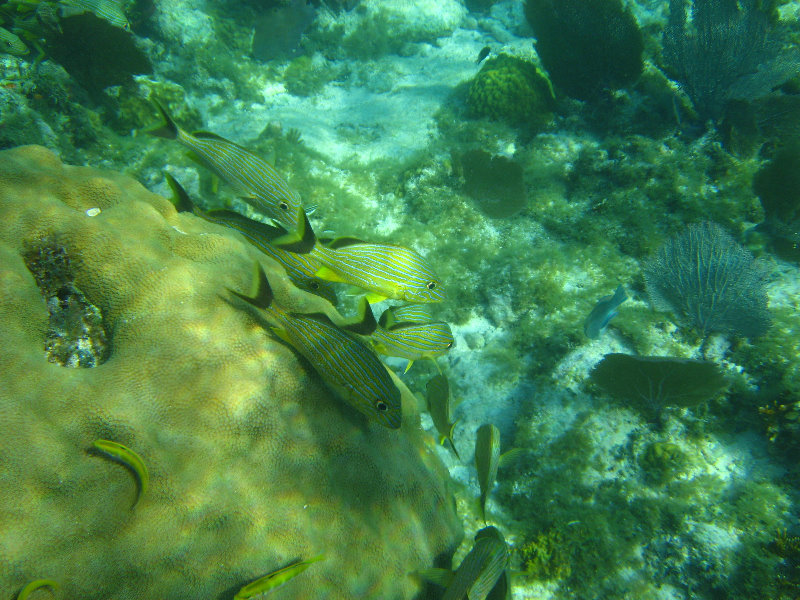 John-Pennekamp-Coral-Reef-Park-Snorkeling-Tour-174