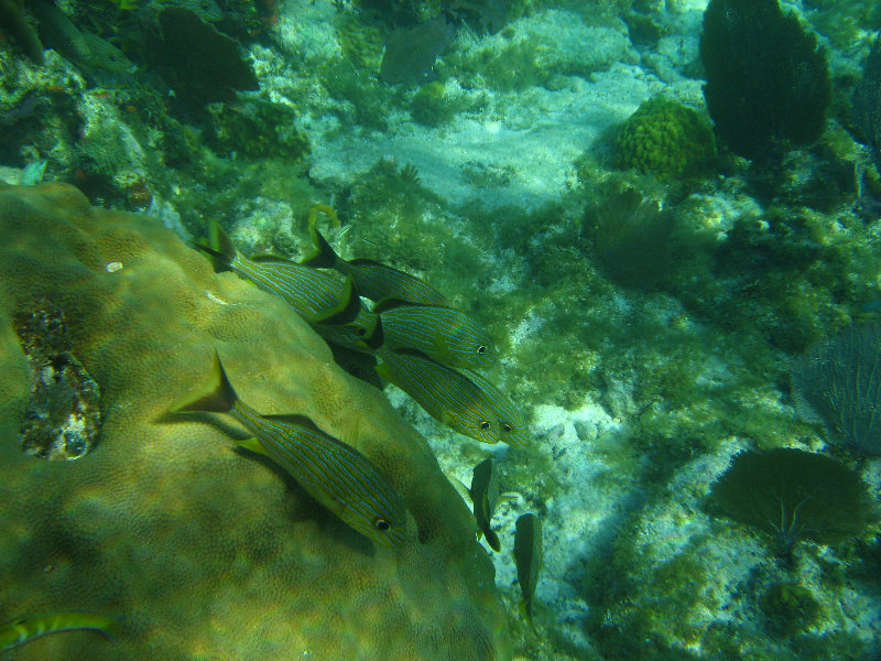 John-Pennekamp-Coral-Reef-Park-Snorkeling-Tour-175