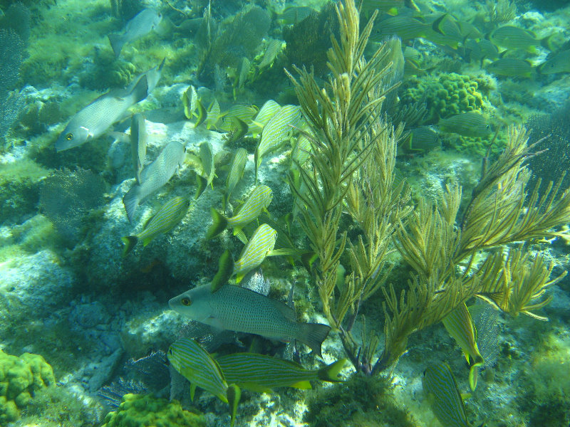 John-Pennekamp-Coral-Reef-Park-Snorkeling-Tour-178