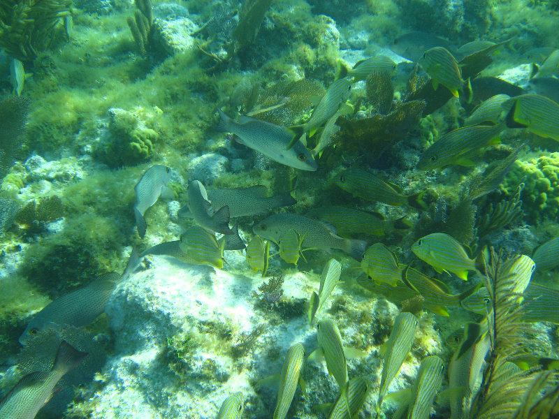 John-Pennekamp-Coral-Reef-Park-Snorkeling-Tour-180