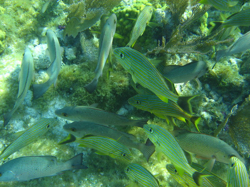 John-Pennekamp-Coral-Reef-Park-Snorkeling-Tour-181