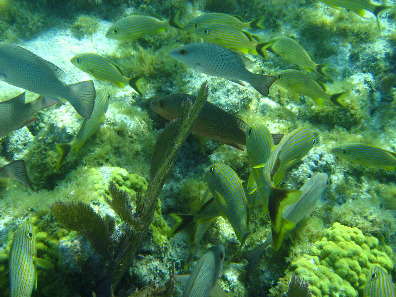 John-Pennekamp-Coral-Reef-Park-Snorkeling-Tour-182