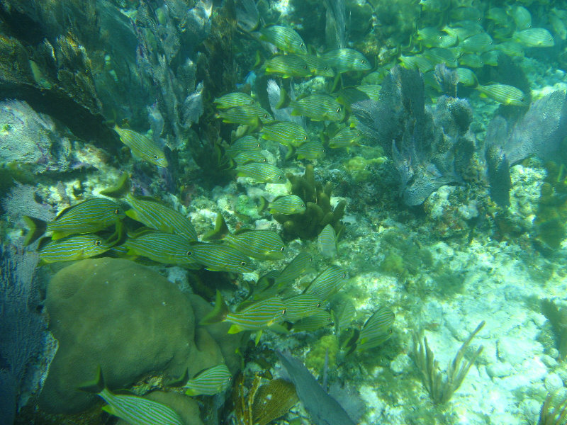 John-Pennekamp-Coral-Reef-Park-Snorkeling-Tour-184