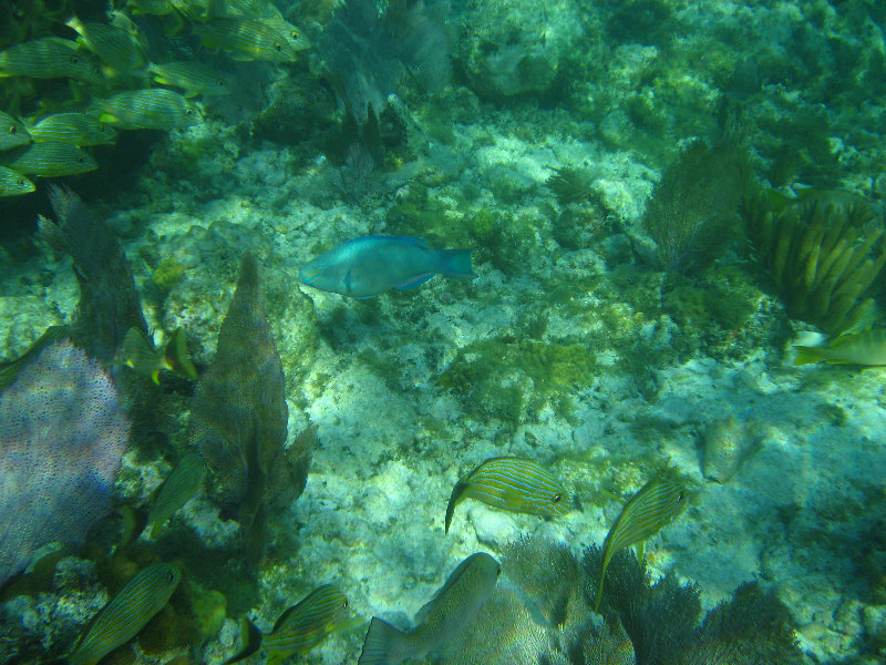 John-Pennekamp-Coral-Reef-Park-Snorkeling-Tour-186