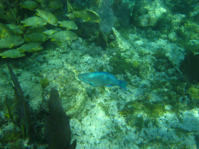 John-Pennekamp-Coral-Reef-Park-Snorkeling-Tour-187