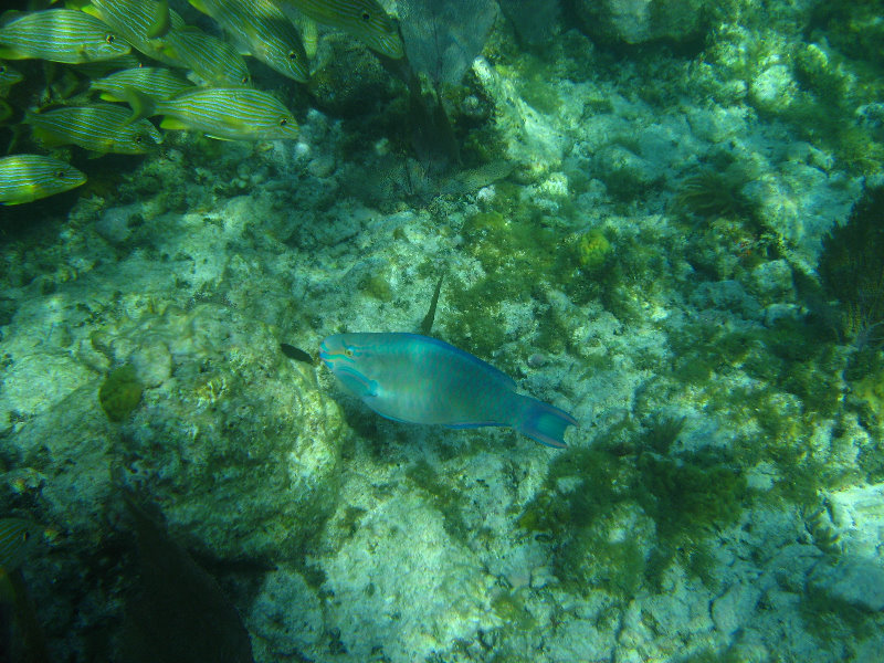 John-Pennekamp-Coral-Reef-Park-Snorkeling-Tour-188