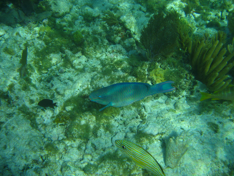 John-Pennekamp-Coral-Reef-Park-Snorkeling-Tour-189