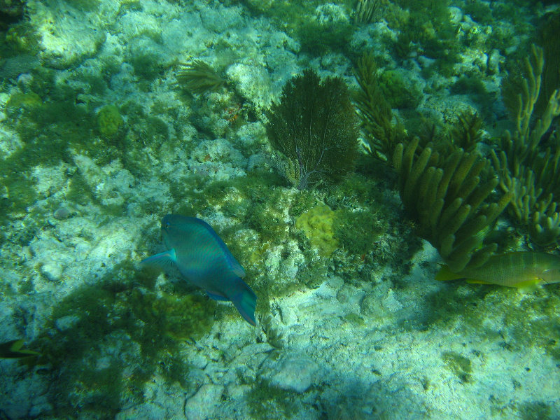 John-Pennekamp-Coral-Reef-Park-Snorkeling-Tour-190