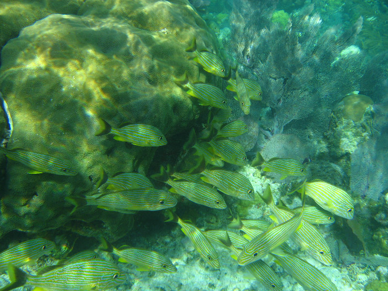 John-Pennekamp-Coral-Reef-Park-Snorkeling-Tour-191