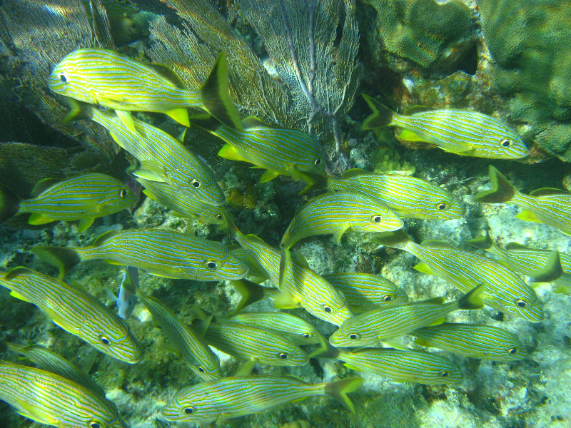 John-Pennekamp-Coral-Reef-Park-Snorkeling-Tour-192