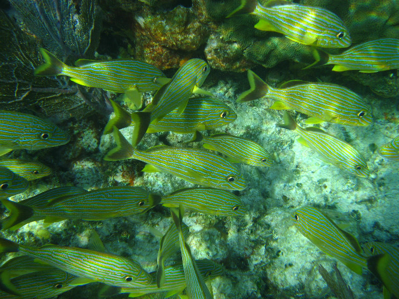 John-Pennekamp-Coral-Reef-Park-Snorkeling-Tour-193