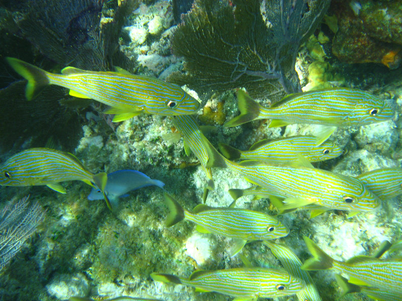 John-Pennekamp-Coral-Reef-Park-Snorkeling-Tour-194