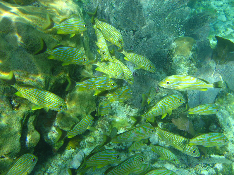 John-Pennekamp-Coral-Reef-Park-Snorkeling-Tour-195