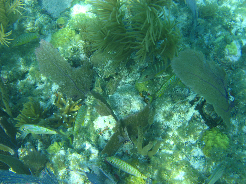 John-Pennekamp-Coral-Reef-Park-Snorkeling-Tour-196