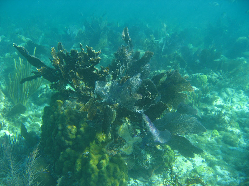 John-Pennekamp-Coral-Reef-Park-Snorkeling-Tour-197