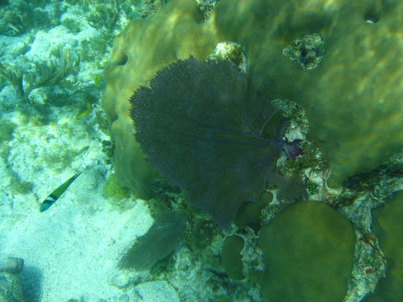 John-Pennekamp-Coral-Reef-Park-Snorkeling-Tour-198