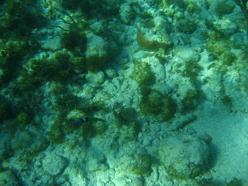 John-Pennekamp-Coral-Reef-Park-Snorkeling-Tour-199