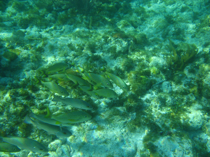 John-Pennekamp-Coral-Reef-Park-Snorkeling-Tour-200