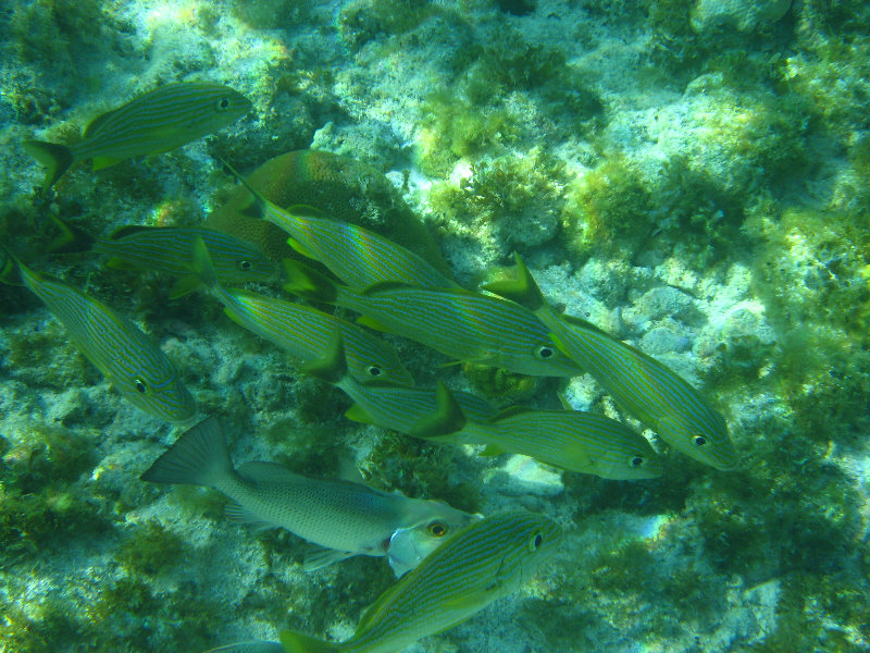 John-Pennekamp-Coral-Reef-Park-Snorkeling-Tour-201