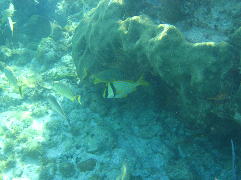 John-Pennekamp-Coral-Reef-Park-Snorkeling-Tour-202