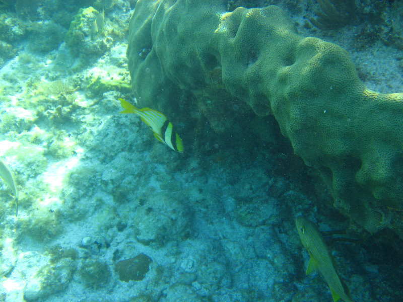 John-Pennekamp-Coral-Reef-Park-Snorkeling-Tour-203